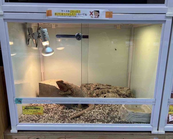 初心者の方大歓迎！！4月限定キャンペーンのお知らせ！！ : 爬虫類倶楽部