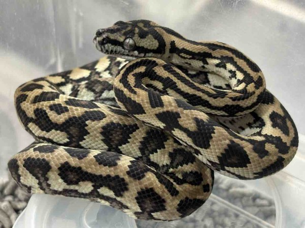 洋書「The Complete Carpet Python」カーペットパイソン 歴史と