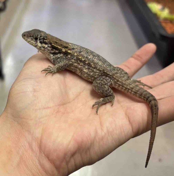 時々トカゲ Amazon.co.jp: 動物惑星 トカゲ ガチャガチャ2.0 7~10CM級 アメリカ