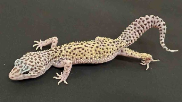 レオパ新着】豹紋堂！LONDON LEOPA！GECKOS ETC.！＋α : 爬虫類倶楽部