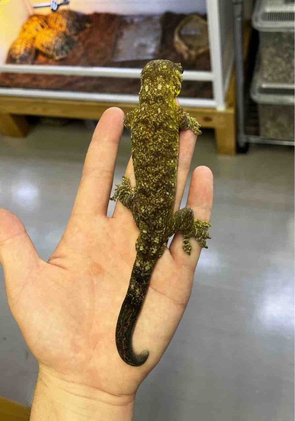 ヤモリ 木の白い線ヤモリのクローズアップの顔白い線ヤモリトカゲの