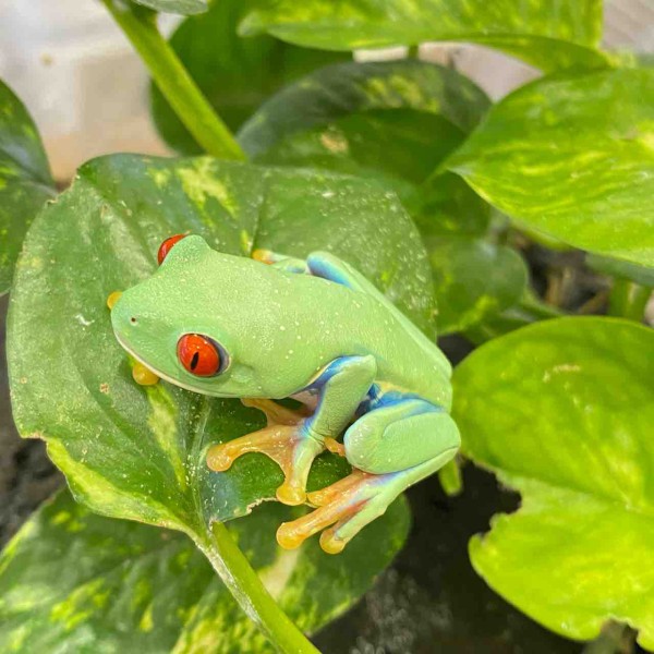 1階 新入荷🐸と簡単レイアウト～ : 爬虫類倶楽部