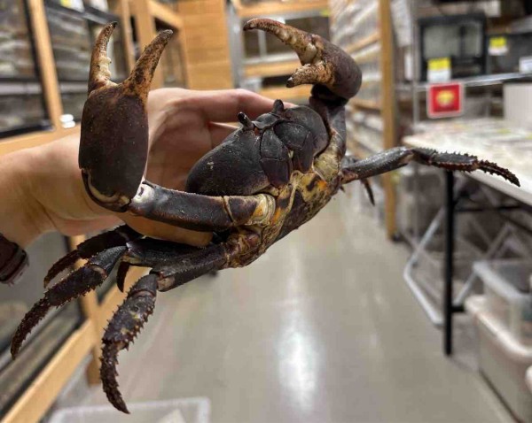 新着続々！！トカゲ🦎時々カニ🦀 : 爬虫類倶楽部