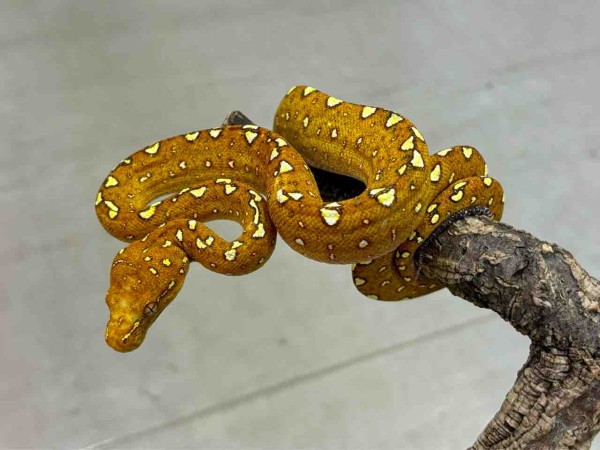 3階ヘビ新入荷 : 爬虫類倶楽部