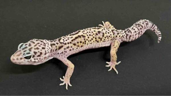 レオパ新着】豹紋堂！LONDON LEOPA！GECKOS ETC.！＋α : 爬虫類倶楽部