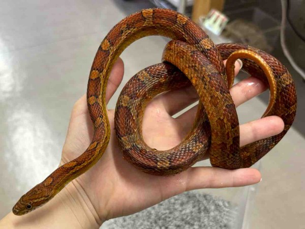 3階新入荷ヘビ : 爬虫類倶楽部