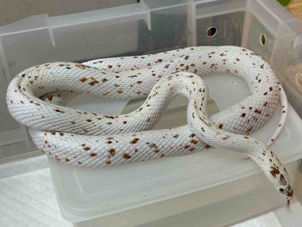 激レア クローズ ボビングヘッド SNAKE スネイク 長崎 検)坊屋春道
