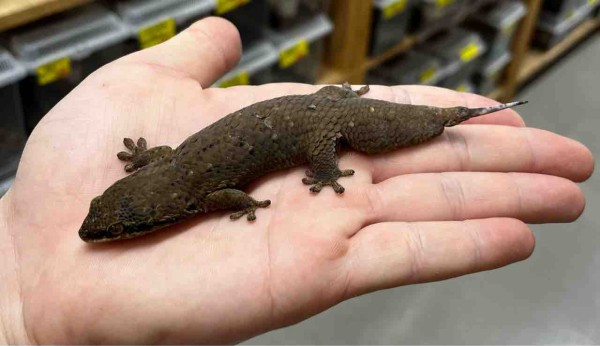 マダガスカル便に1点物多数入荷！！！ : 爬虫類倶楽部