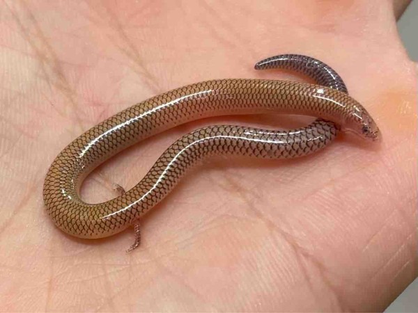3Fトカゲ新入荷♫ : 爬虫類倶楽部