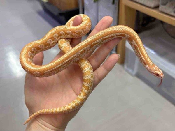 3階新入荷ヘビ : 爬虫類倶楽部