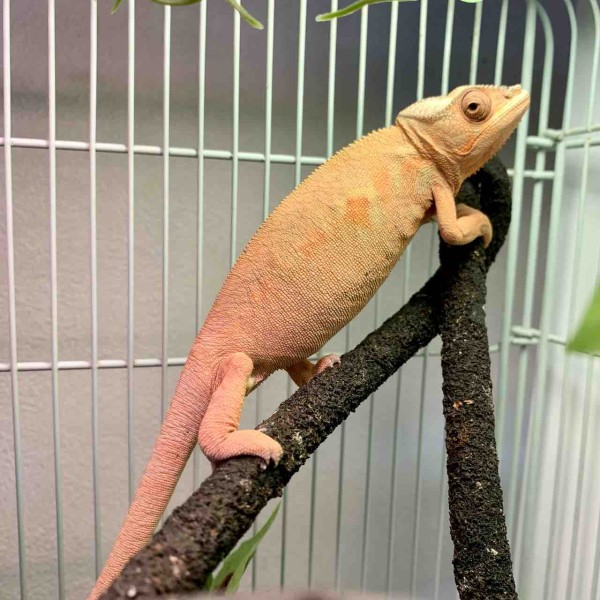 1階 カメレオン在庫紹介！ タムタム！！！ : 爬虫類倶楽部
