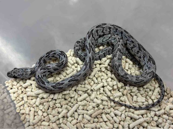3階新入荷ヘビ : 爬虫類倶楽部