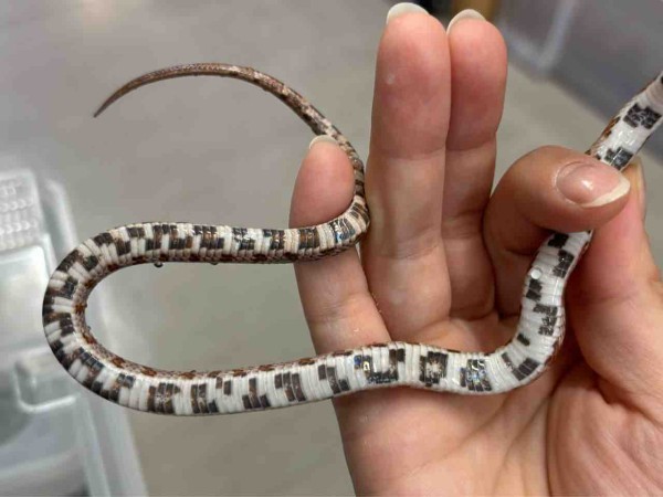 3Fヘビ新入荷＆コーンスネーク在庫紹介！ : 爬虫類倶楽部