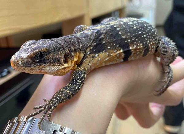 3階トカゲ新着～！ : 爬虫類倶楽部