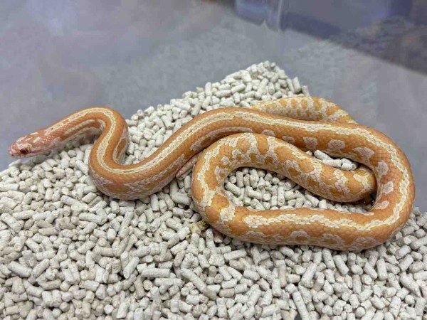 3階新入荷ヘビ : 爬虫類倶楽部