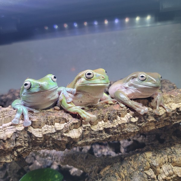 チャコガエル　パターンレス　複数購入で割引します！ チャコガエル パターンレス 複数購入で割引します！