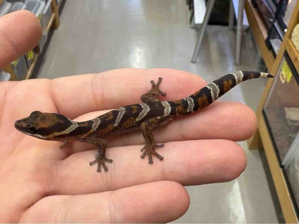 2F新着！みんな大好きビロードヤモリが来たよ！！ : 爬虫類倶楽部