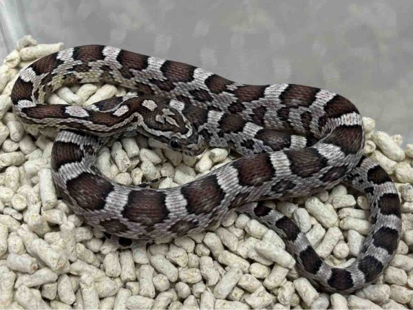 3階ヘビ新入荷 : 爬虫類倶楽部