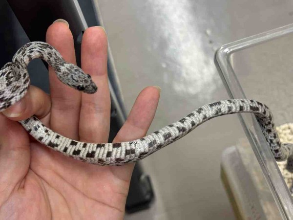 3階新入荷ヘビ : 爬虫類倶楽部