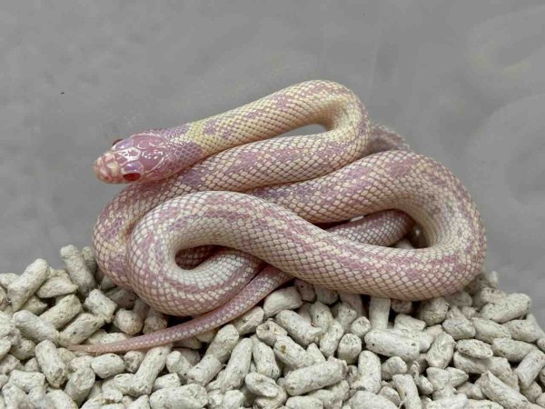 3階ヘビ新入荷+a : 爬虫類倶楽部