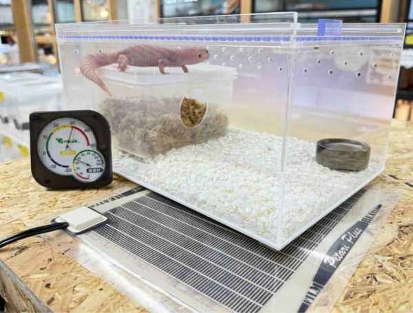 初心者の方大歓迎！！4月限定キャンペーンのお知らせ！！ : 爬虫類倶楽部