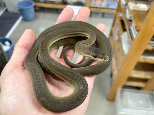 今週の2階新入荷 ヘビ、トカゲ : 爬虫類倶楽部
