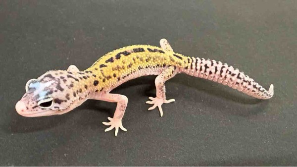 レオパ新着】豹紋堂！LONDON LEOPA！GECKOS ETC.！＋α : 爬虫類倶楽部