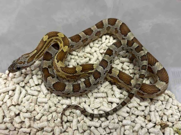 3階ヘビ新入荷 : 爬虫類倶楽部