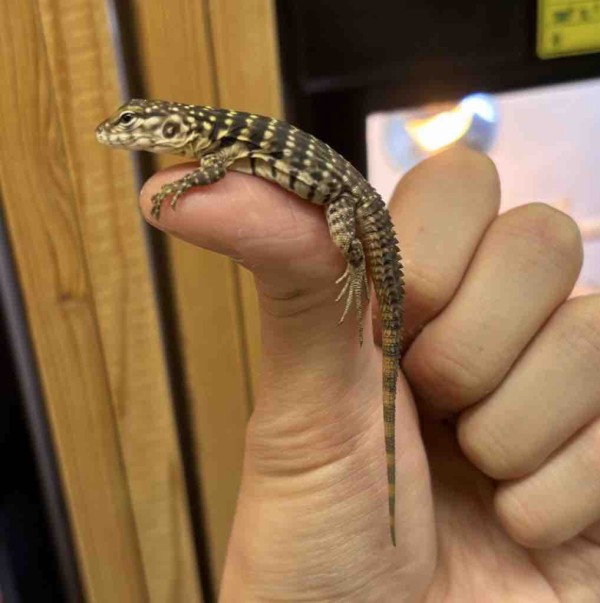 3階トカゲ新着～！ : 爬虫類倶楽部