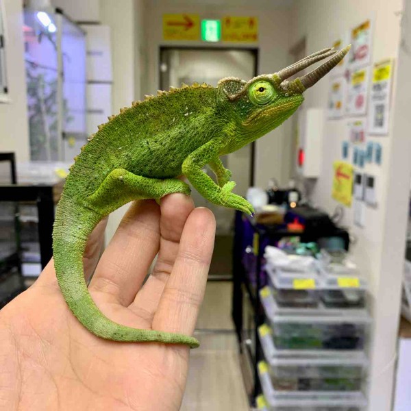 一階カメレオン新入荷＆在庫紹介 ｸｧﾑｪﾙｪｳｫﾝ : 爬虫類倶楽部