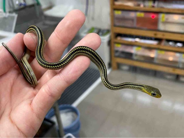 今週の2階新入荷 ヘビ、トカゲ : 爬虫類倶楽部
