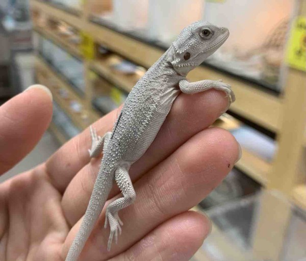 超久しぶり！マダガスカル便！その他新着いろいろ。2F : 爬虫類倶楽部