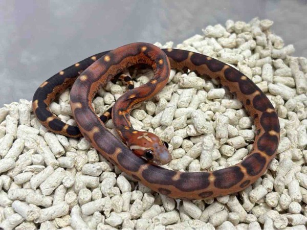 3階ヘビ新入荷 : 爬虫類倶楽部