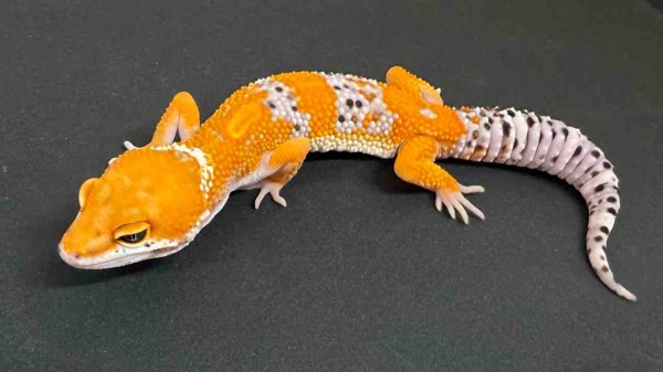 レオパ新着】豹紋堂！LONDON LEOPA！GECKOS ETC.！＋α : 爬虫類