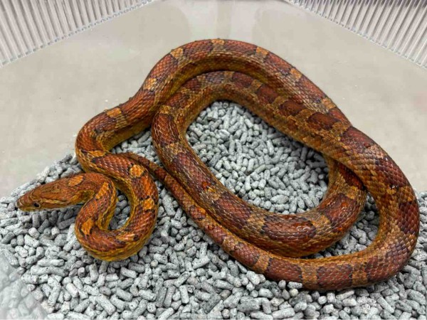 3階新入荷ヘビ : 爬虫類倶楽部