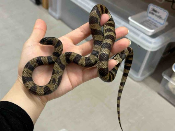 3階ヘビ新入荷 : 爬虫類倶楽部