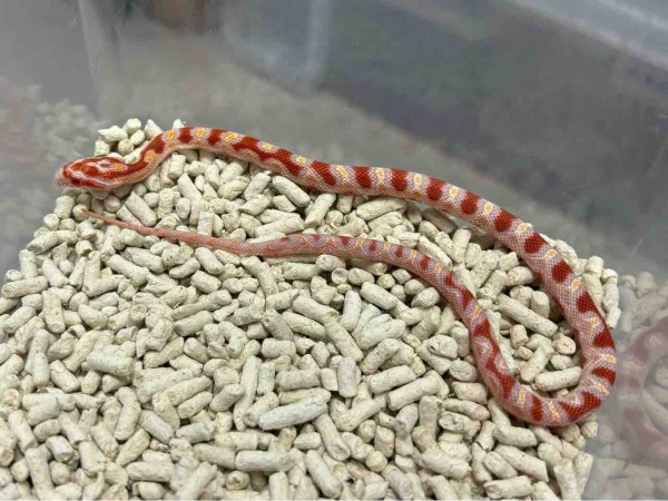 3階ヘビ新入荷 : 爬虫類倶楽部