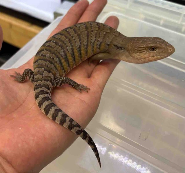 3Fトカゲ新入荷！！ : 爬虫類倶楽部
