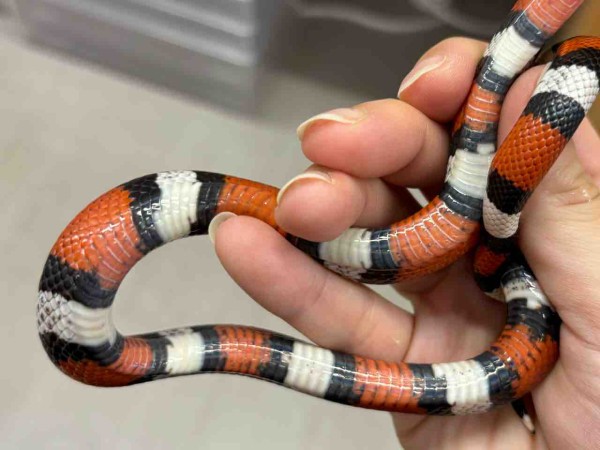 3階新入荷ヘビ : 爬虫類倶楽部
