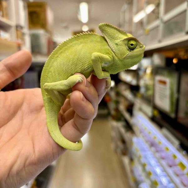 一階カメレオン新入荷＆在庫紹介 ｸｧﾑｪﾙｪｳｫﾝ : 爬虫類倶楽部