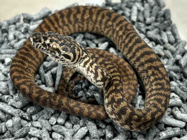 メル蛇 中南米で新種のヘビ5種を発見…そのうち1つはディカプリオに因ん