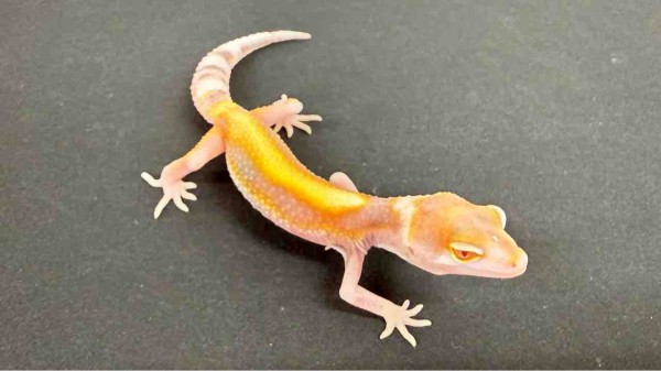 レオパ新着】豹紋堂！LONDON LEOPA！GECKOS ETC.！＋α : 爬虫類倶楽部