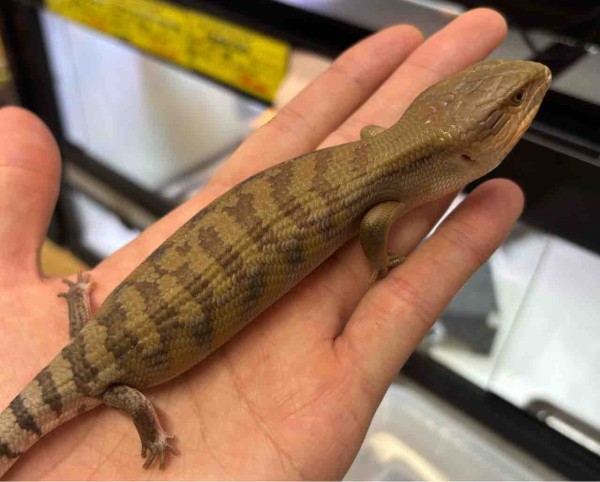 トカゲ a22a3c50327a0ac88ee31782d1816e