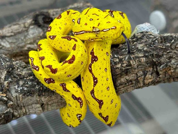 3階ヘビ新入荷 グリンパイとカーペット+在庫紹介 : 爬虫類倶楽部