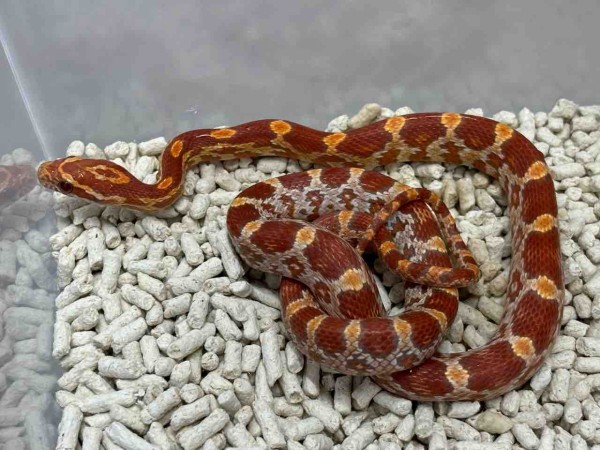 3Fヘビ新入荷＆コーンスネーク在庫紹介！ : 爬虫類倶楽部