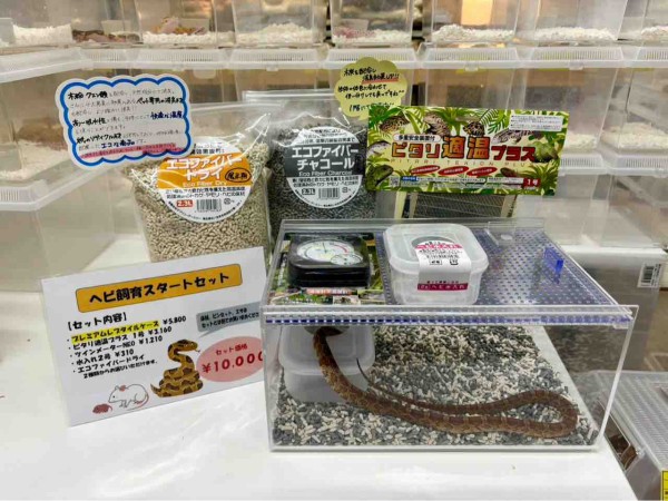 初心者の方大歓迎！！4月限定キャンペーンのお知らせ！！ : 爬虫類倶楽部