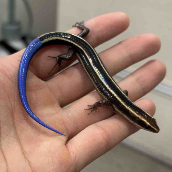 とかげ L00710_1-640x427.webp