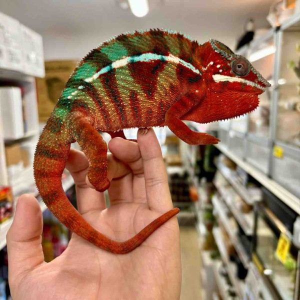 近々削除予定カメレオン試作 フトアゴン　一点物 近々削除予定カメレオン試作 フトアゴン 一点物 ショップ