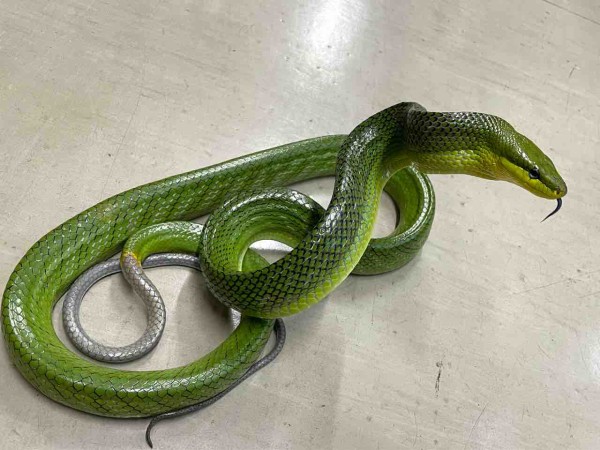 ヘビ関東ページ 今週の2階新入荷 ヘビ、トカゲ : 爬虫類倶楽部