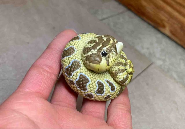 動物の惑星はじめました！ : 爬虫類倶楽部大宮店公式ブログ